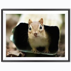 Adorable chipmunk photography - instant digital download - photography Printable - wall art - printable JPG artwork - downloadable art