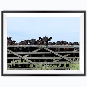 Cute Cows Photography - instant digital download - photography printable - wall art - printable JPG artwork - downloadable art