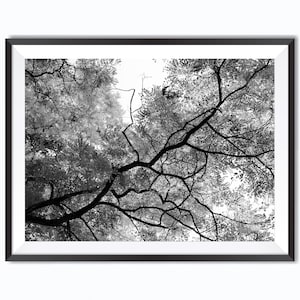 Fotografia di alberi in bianco e nero - download digitale istantaneo - fotografia stampabile - arte murale - grafica JPG stampabile - arte scaricabile