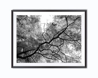 Fotografia di alberi in bianco e nero - download digitale istantaneo - fotografia stampabile - arte murale - grafica JPG stampabile - arte scaricabile