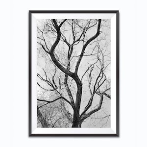 Fotografia di alberi primaverili in bianco e nero - download digitale istantaneo - fotografia JPG stampabile