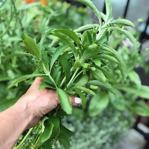 Puede incluir: Una mano sosteniendo un manojo de plantas de stevia verdes. Las plantas tienen hojas largas y estrechas y están creciendo en un jardín.