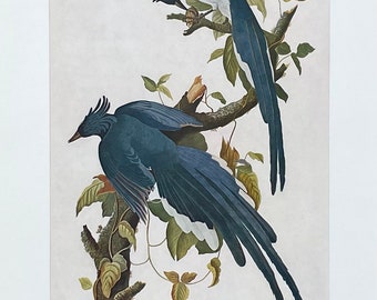 John James Audubon exhibition poster - Columbia Jay - Birds of America -National Gallery of Art - Washington DC - vintage print - 1970s