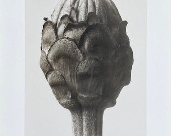 Karl Blossfeldt exhibition poster - Zinnia Elegans, Zinnie - plant - nature - black white photography - german artist - art print - 1988