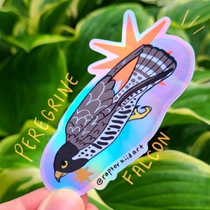 May include: A holographic sticker featuring a peregrine falcon in flight with brown, white, and black plumage. The design includes an orange starburst, yellow accents, and the text PEREGRINE FALCON and @raptorkiidart printed in yellow.