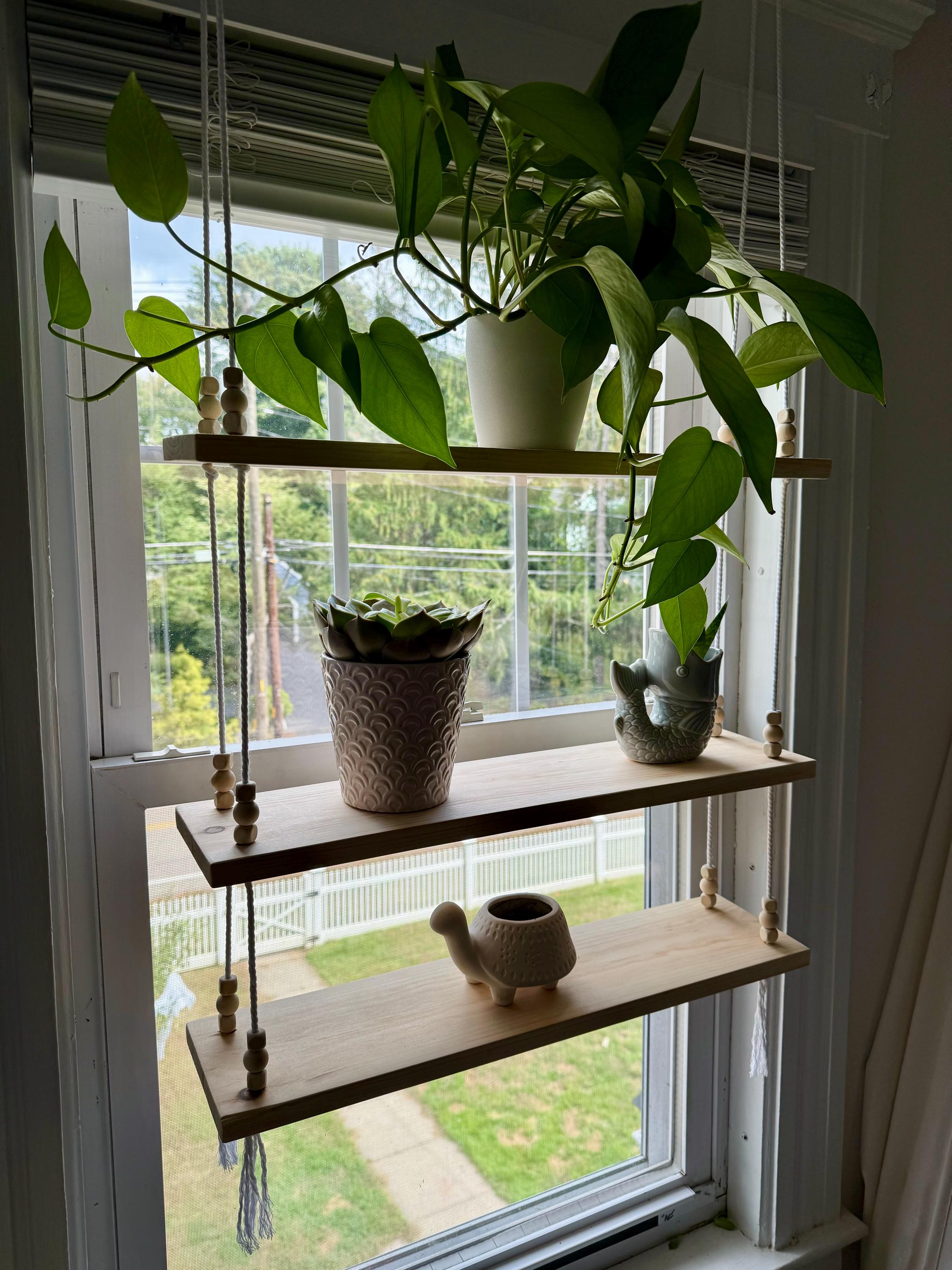 inch plant hanging LIVE 8 Inch Hanging Basket Pitcher Plant, Rare Nepenthes, Unique House   Sejahtera Seeds and Bulbs
