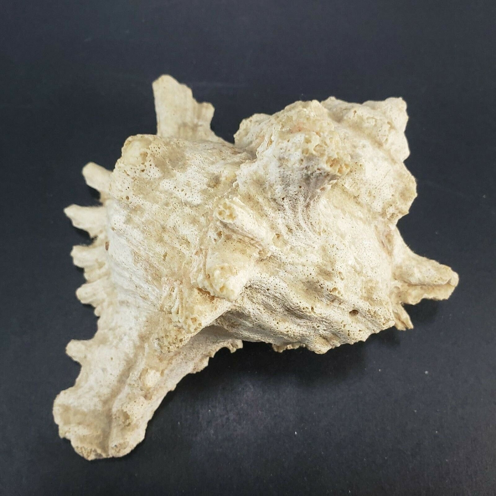 Horned Shell Large 6.5-inch Queen Horned Conch Seashell - Natural Pink Ocean Beach ...