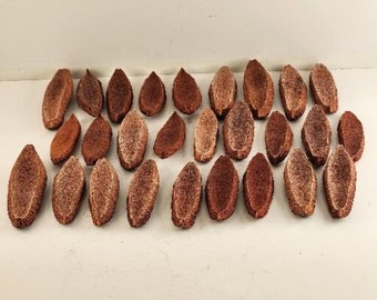 27 tranches de cosses de graines d'arbre en bois d'acajou des Antilles pour de l'artisanat floral séché
