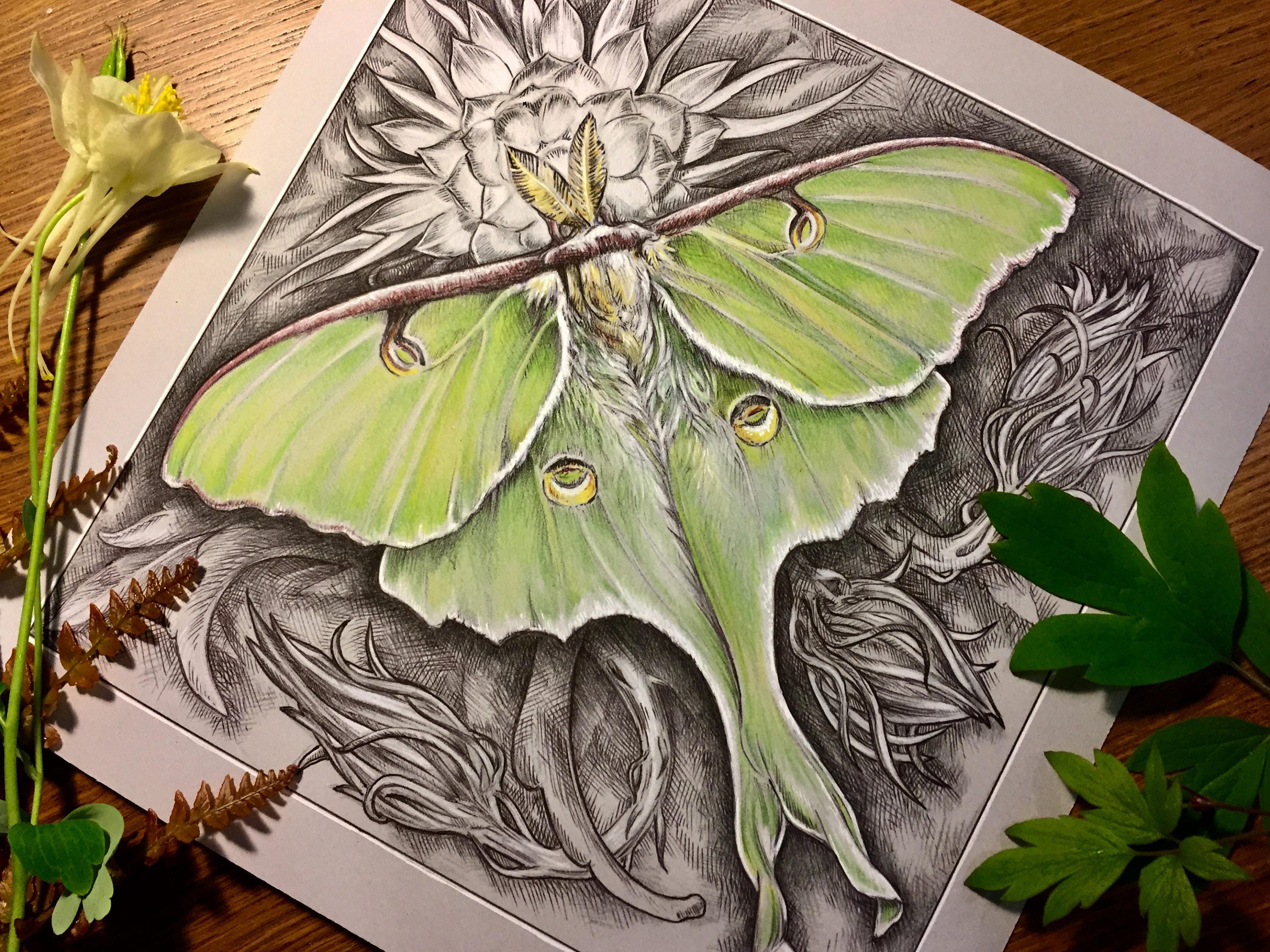 Luna Luna Moth Fine Art Print | Etsy