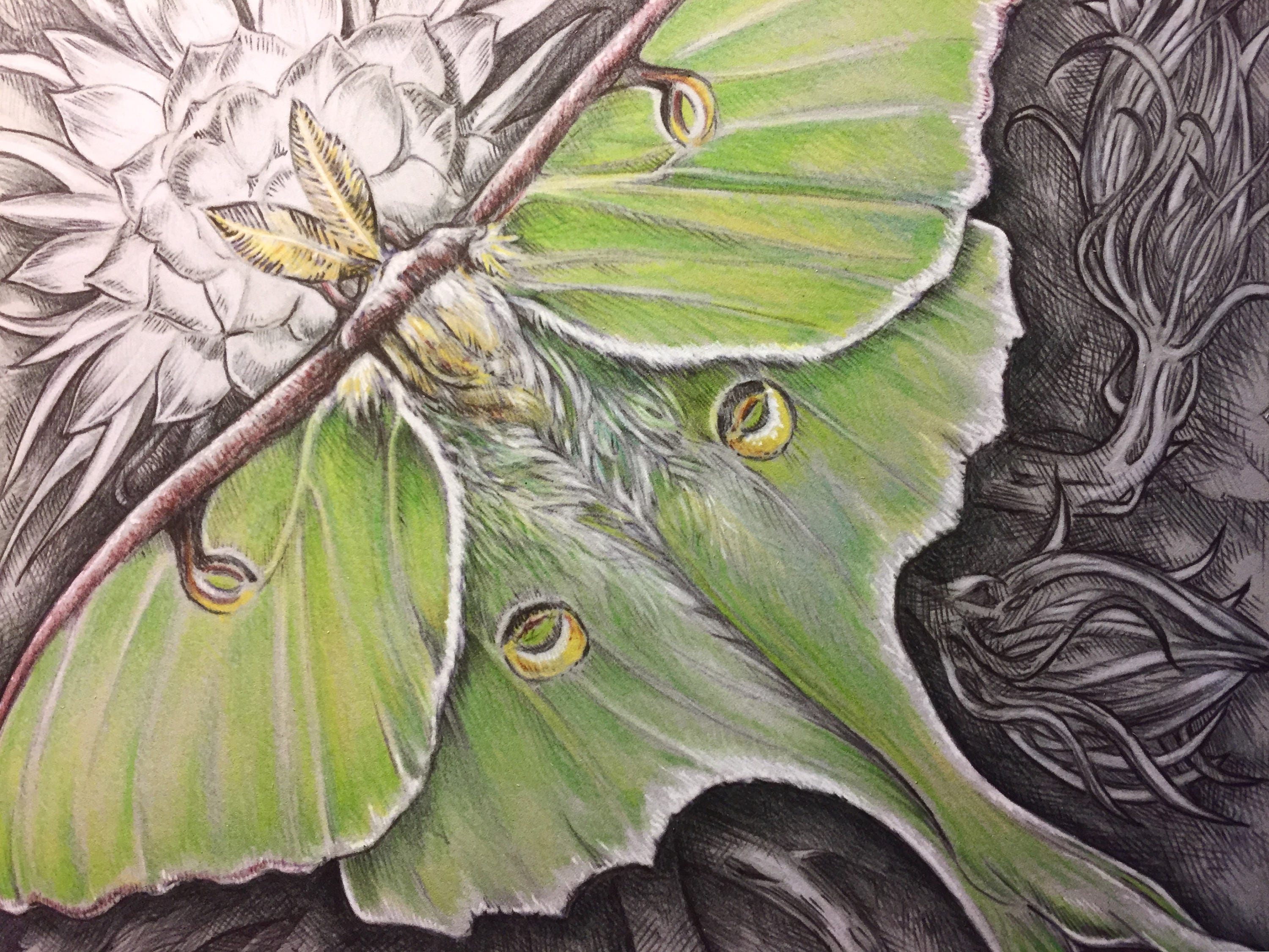 Luna Luna Moth Fine Art Print - Etsy