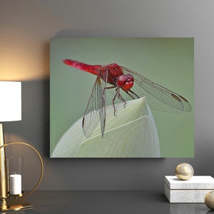The Perfect Red Dragonfly ~ A Photographer's Eye ~ by Hiraeth Crafts
