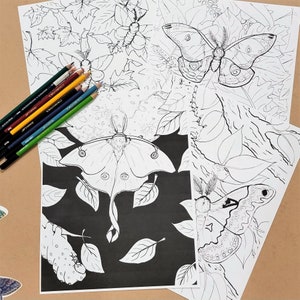 4 Giant Silk Moth Coloring book Pages **Digital Download**