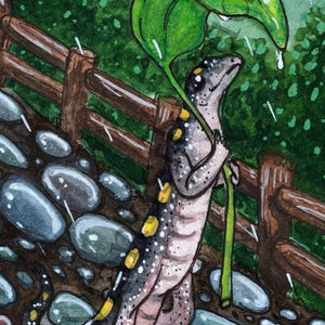 Rainy Day Salamander 4&quot;x6&quot; Print