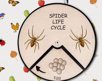 Spider Life Cycle Wheel | Montessori Lifecycle| Montessori Toys | Nature Inspired Toys