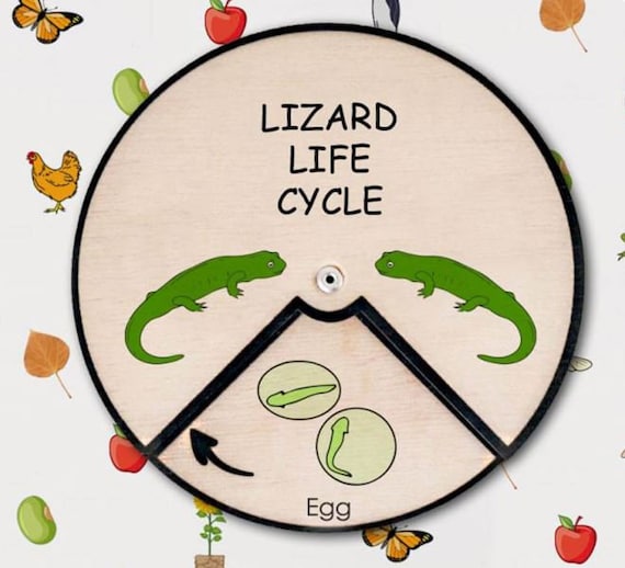 Lizard Life Cycle