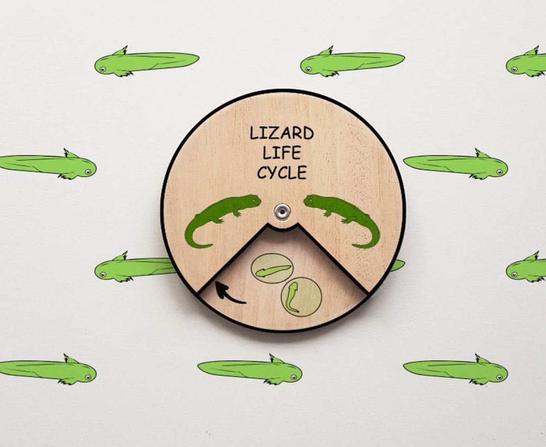 Lizard Life Cycle Wheel Montessori Lifecycle Life Cycle of Lizard