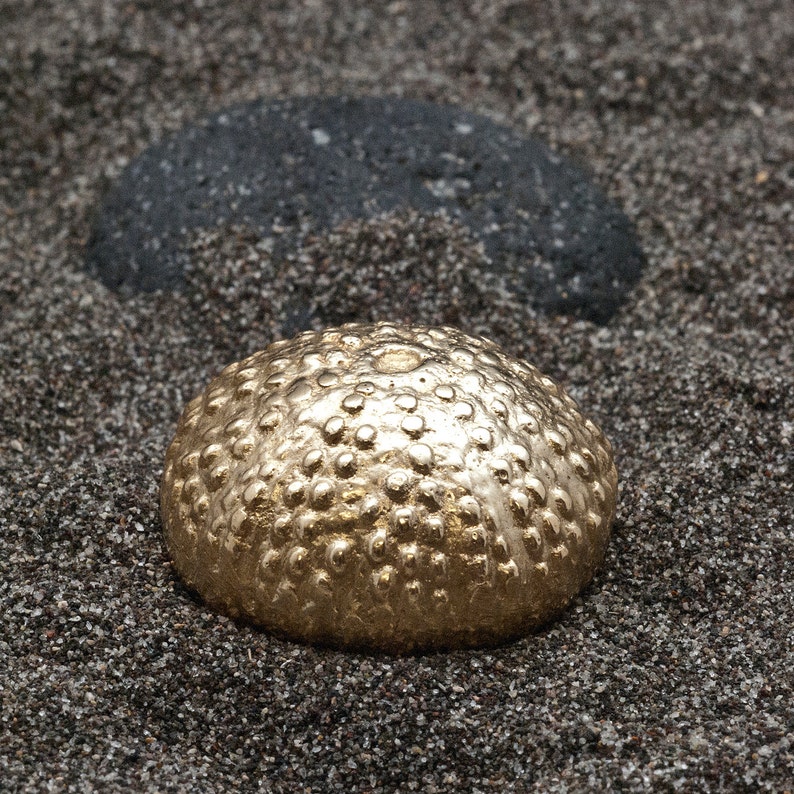 Seeigel Mini Briefbeschwerer Shell Dekor Meer Leben B U00fcro