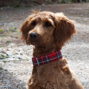 Dog groomer top jewelry