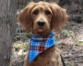 Peut inclure: Un chien brun et blanc portant un bandana à carreaux bleus et rouges. Le chien est assis dans une zone boisée avec un tronc d'arbre derrière lui.