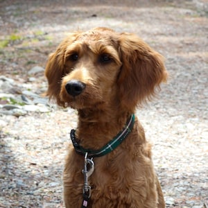 Collar, Prince Edward Island Tartan Dog Collar, PEI Plaid Dog Collar, The Island Pet Collar, Green Gables Style Dog Collar
