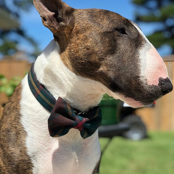 Plaid bow tie dog collar hotsell