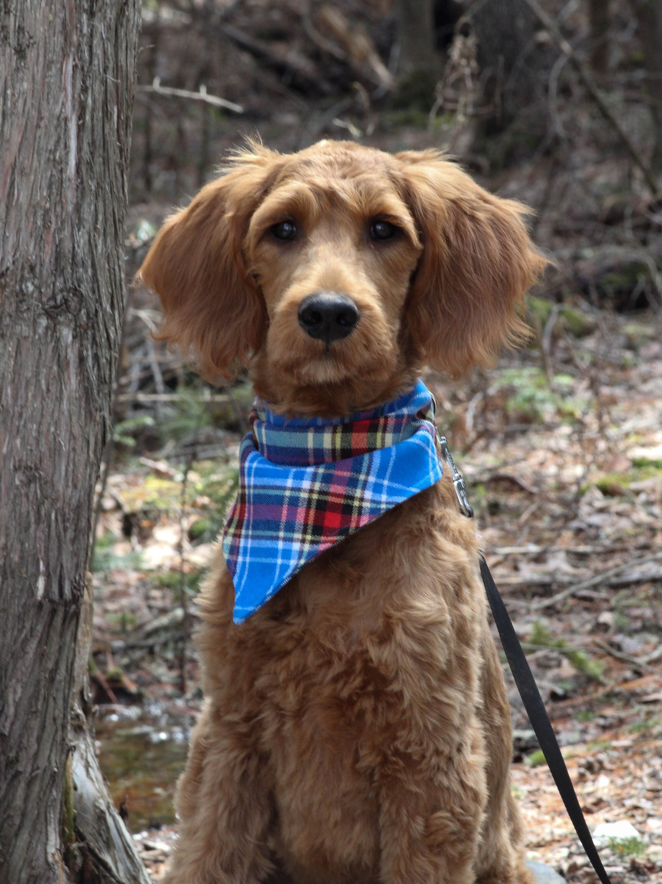 Pet Bandana. Oromocto Tartan Dog Kerchief, Royal Blue Plaid Bandana, Gift For Groomer