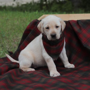 Dog Bandana in Maple Leaf Tartan