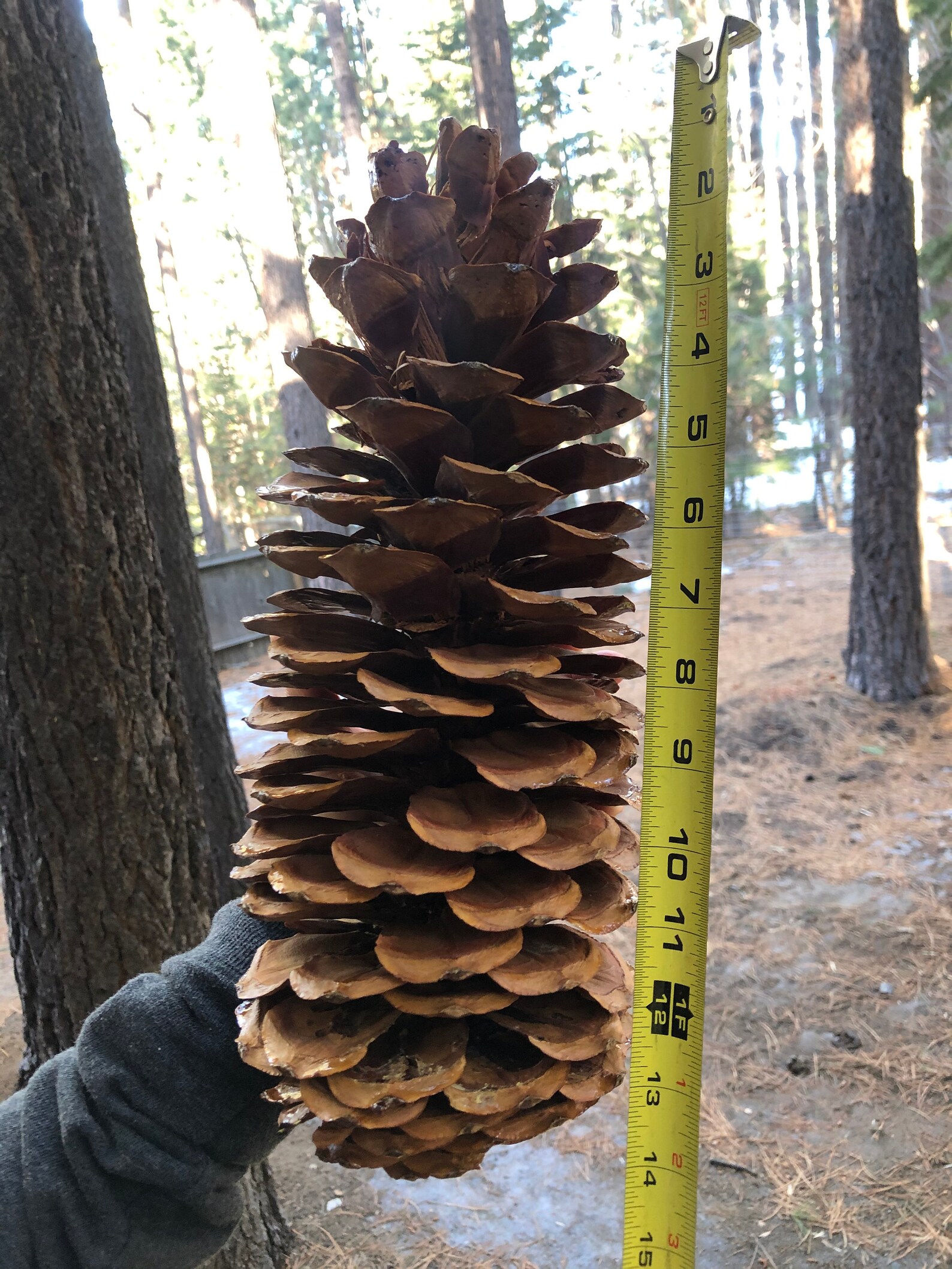 PRICE REDUCED Giant Perfect Sugar Pine Cone Etsy