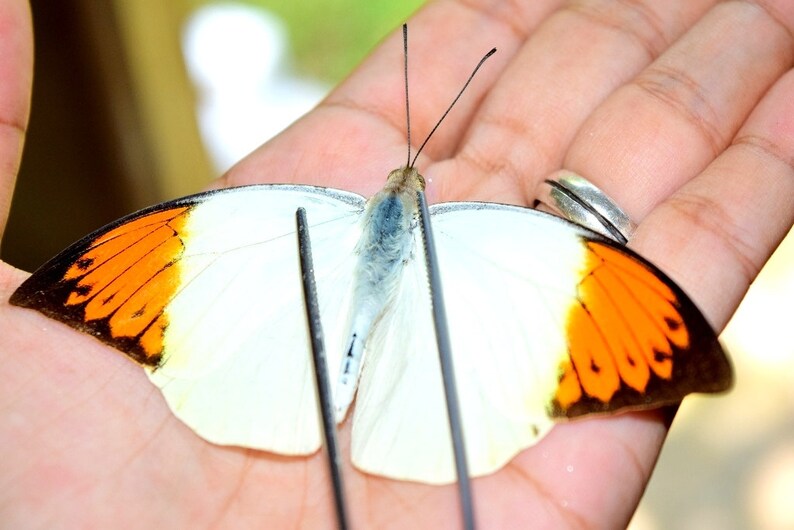 HEBOMOIA GLAUCIPPE MINDORANA unmounted butterfly