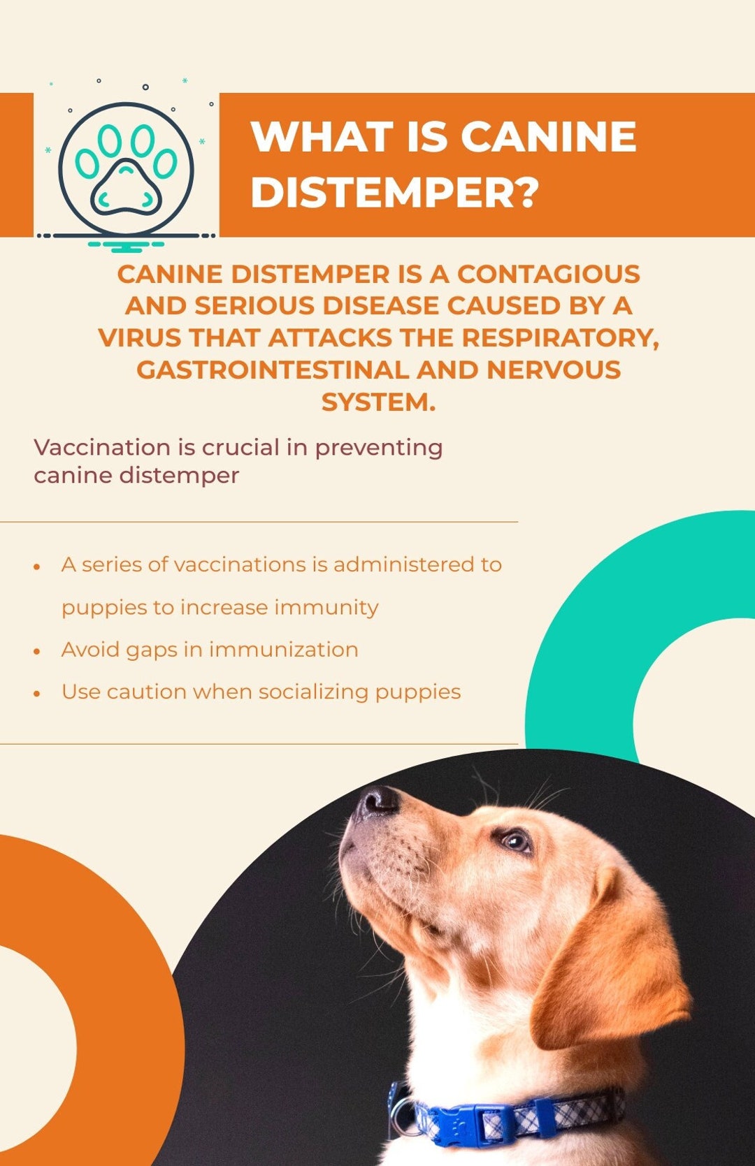 11x17 Canine Distemper Poster Download Gift Birthday Christmas Special ...