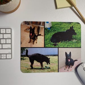 May include: A collage of four photos featuring black German Shepherd dogs in different settings. The photos show the dogs in a grassy field, a backyard, and a kitchen.