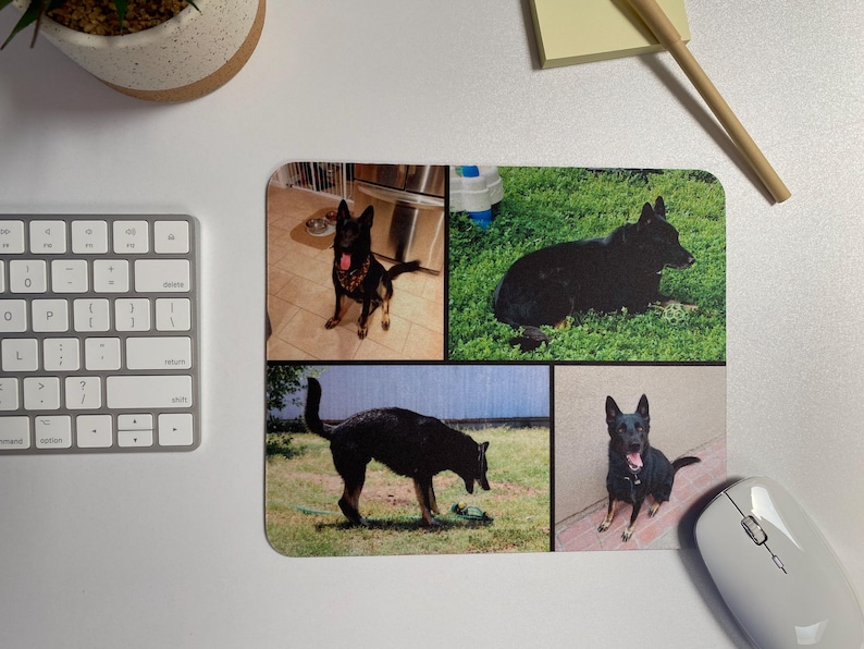 May include: A collage of four photos featuring black German Shepherd dogs in different settings. The photos show the dogs in a grassy field, a backyard, and a kitchen.