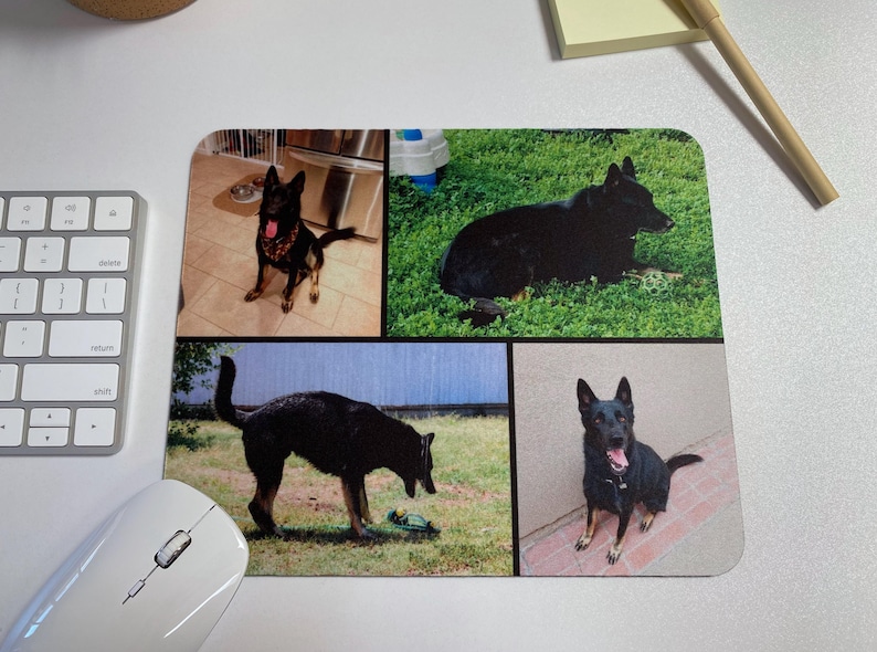 May include: A collage of four photos featuring black German Shepherd dogs in different settings. The top left photo shows a dog standing on a tiled floor, the top right photo shows a dog lying down in grass, the bottom left photo shows a dog walking in grass, and the bottom right photo shows a dog sitting on a sidewalk.