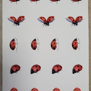 May include: A sheet of stickers featuring 15 red ladybugs with black spots. Some ladybugs are flying with their wings open, while others are walking on a thin twig.