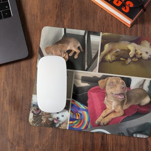 May include: A collage of photos featuring a brown and white dog in various poses. The dog is sitting, lying down, and playing with a toy. The photos are arranged in a grid pattern on a brown background.