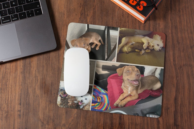 May include: A collage of photos featuring a brown and white dog in various poses. The dog is sitting, lying down, and playing with a toy. The photos are arranged in a grid pattern on a brown background.