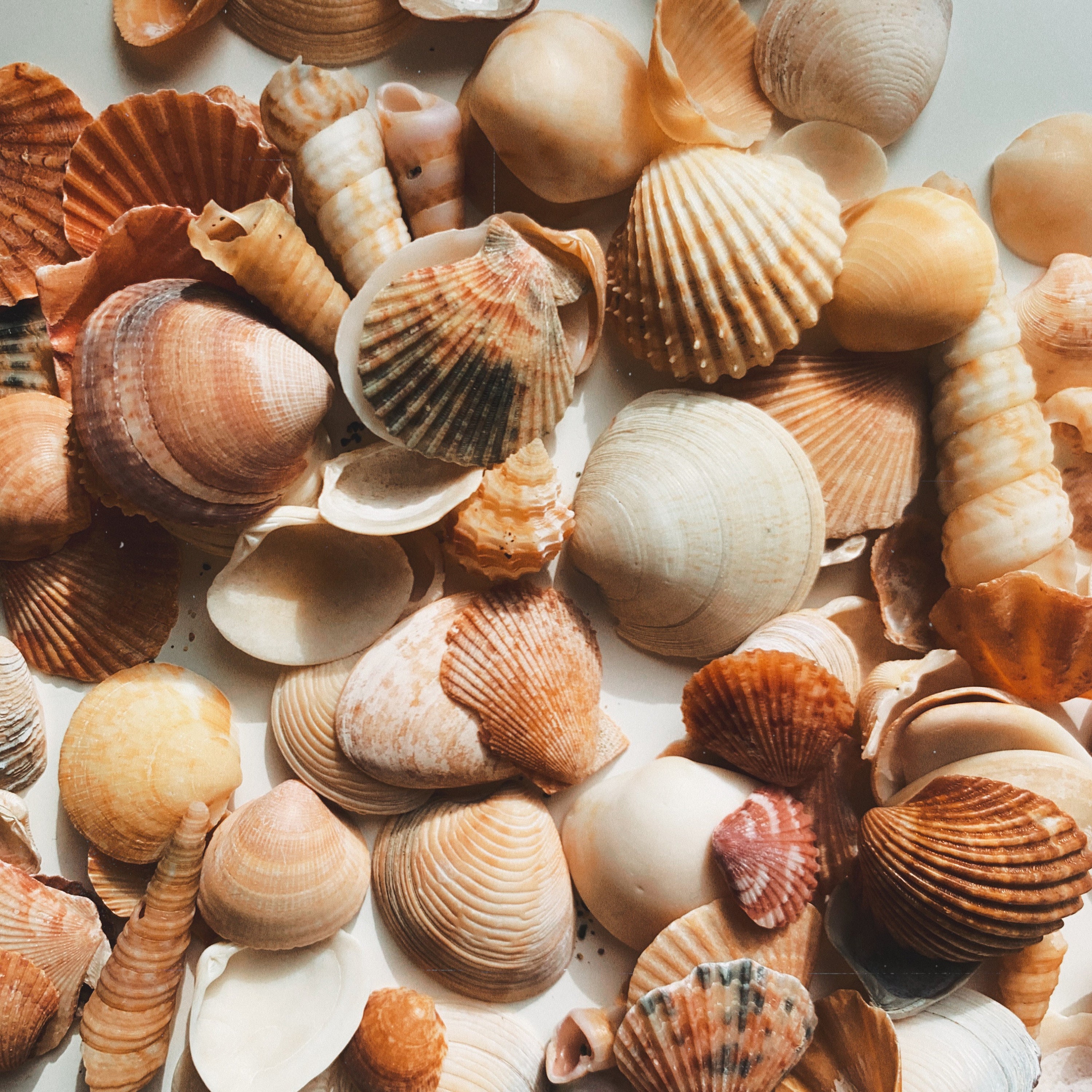 Natural Sea Shell Decoration, Small Mixed Sea Shells
