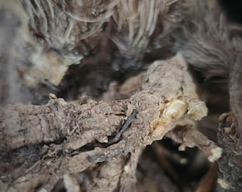 freshly picked June 2025 Osha root, Bear root, Ligusticum porteri