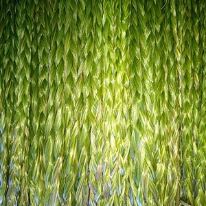50  Fresh Sweetgrass Braids  you pick the length.   Picked July 2025 Hierochloe odorata , Buffalo Grass, wekusk