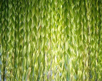 50  Fresh Sweetgrass Braids  you pick the length.   Picked July 2025 Hierochloe odorata , Buffalo Grass, wekusk
