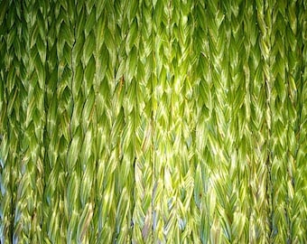 50  Sweetgrass Braids  you pick the length. Freshly braided  sweetgrass braid   Hierochloe odorata , Buffalo Grass, wekusk