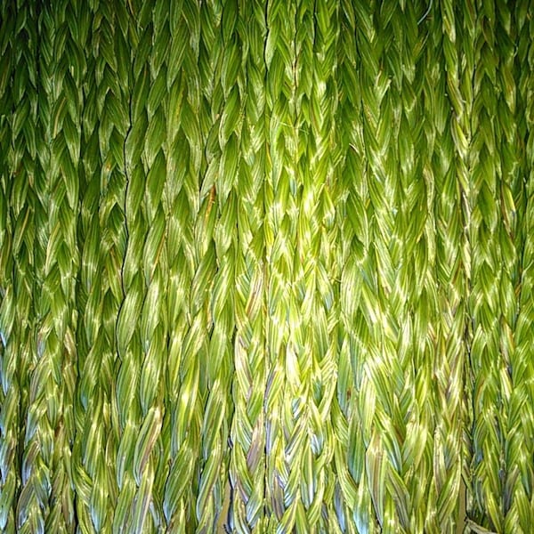 50 tresses Sweetgrass, longueur au choix. Tresse de foin d'odeur fraîchement tressée Hierochloe odorata, herbe à buffle, wekusk