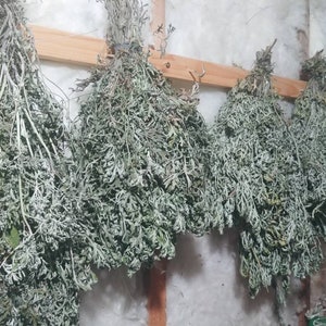Tied bundle Prairie Mountain Sage. Mugwort   wild sage   Artemisia absinthium. Wormwood
