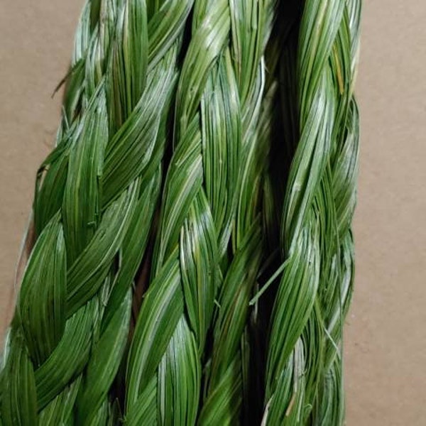 10 Sweetgrass Braids  choose your length 3-36 in Freshly braided   sweetgrass July  2023. Hierochloe odorata , Buffalo Grass, wekusk