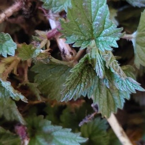 Stinging Nettle Tea: 1 cup  freshly dried leaves. Urtica dioica