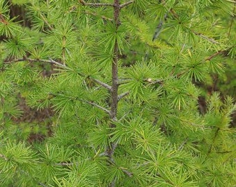 Tamarack Bark or pine needle tea