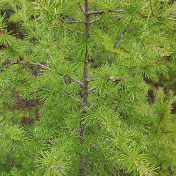 Tamarack Bark or pine needle tea