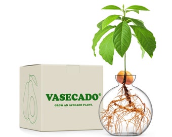 Vasecado® Grow an Avocado Plant | Hand Blown Clear Glass Vase for Avocados | Propagation Vase for Avocado Seed | Gifts for Plant Lovers