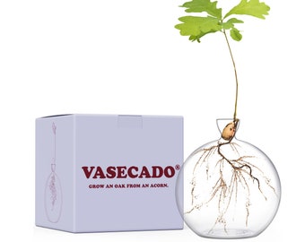 Vasecado® Vase for Acorn | Hand-Blown Clear Glass Vase for Acorns | Propagation Vase for Oak Sapling | Gift for Plant Lovers