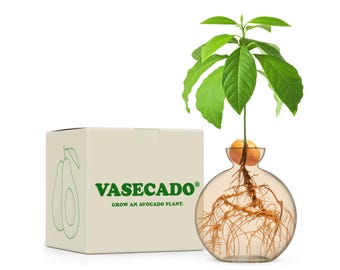 Vasecado® Cultiva una Planta de Aguacate / Jarrón de Vidrio Amarillo Champán para Aguacates / Jarrón de Propagación para Semillas de Aguacate / Regalos para Amantes de las Plantas
